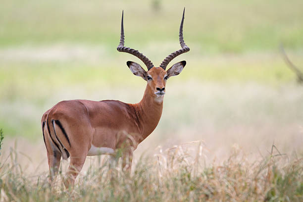 männliche impala in der afrikanischen savanne - impala stock-fotos und bilder