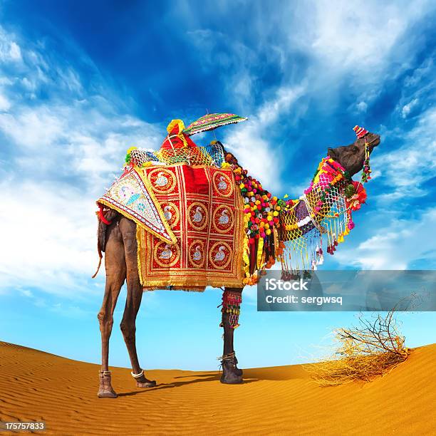 Cammello Nel Deserto - Fotografie stock e altre immagini di Cammello - Cammello, Rajasthan, Pushkar