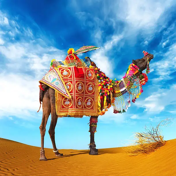 Camel in desert. Camel fair festival in India, Rajasthan, Pushkar