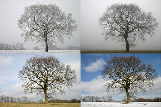 istock Tree in exchange of the February weather 175757857