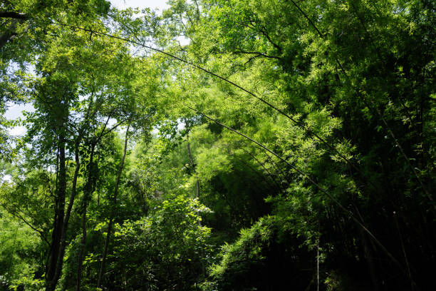 istock travel in nature concept with tree and sunlight in tropical forest 1757579807