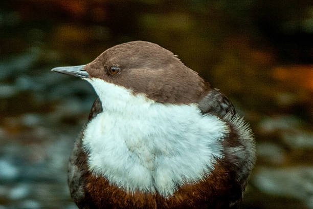 White-throated dipper profile portrait A closeup profile portrait of a white-throated dipper. cinclidae stock pictures, royalty-free photos & images