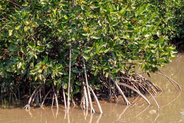 istock Mangrove plants with strong roots 1757583084