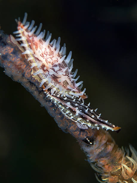 istock Allied cowries on whip coral 175758320