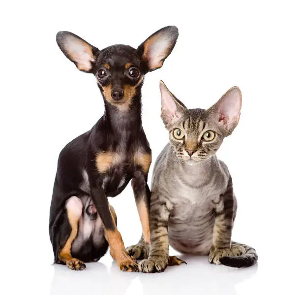 devon rex cat and toy-terrier puppy together. looking at camera. isolated on white background