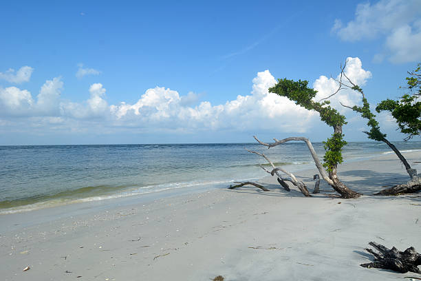 istock Cayo Costa Island State Park 175758509