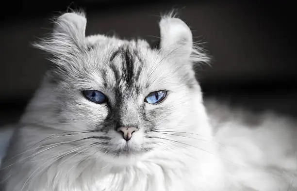 White American Curl cat with blue eyes. Closeup portrait