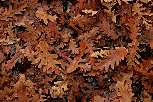 istock Pile of dry oak leaves 1757586889