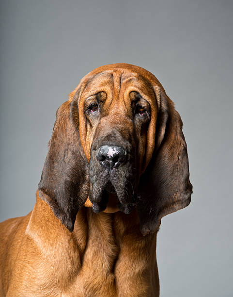 Bloodhound Portrait of a bloodhound on a gray background bloodhound stock pictures, royalty-free photos & images