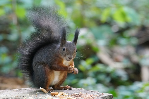 A red squirrel atop a rock holds a small morsel of food in its paws