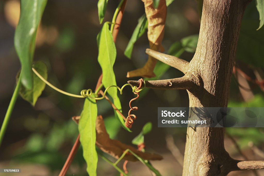 Plante grimpante et vigne - Photo de Entortillé libre de droits