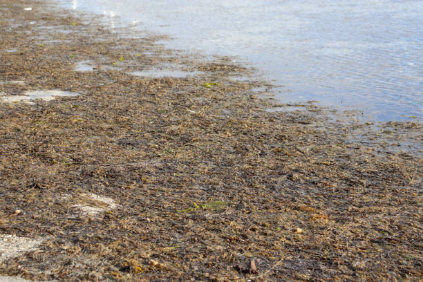 istock seaweed on beach at low tide 1757600057