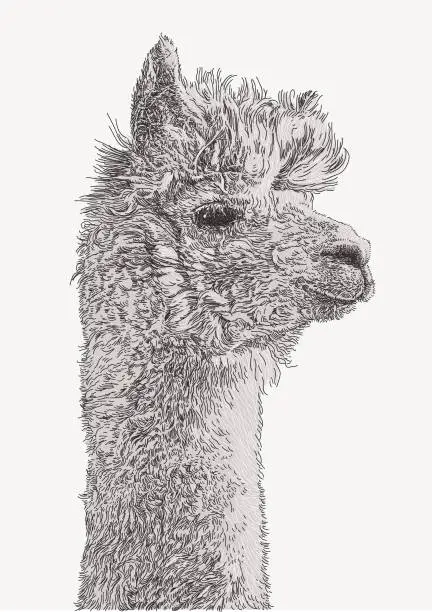 Vector illustration of Alpaca Portrait
