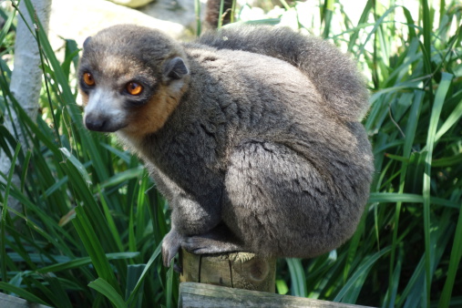 white-footed lepilemur lemur from Madagascar threatened by extinction