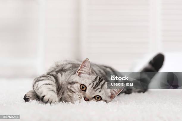 Cat On The Carpet Stock Photo - Download Image Now - Carpet - Decor, Adult, Animal