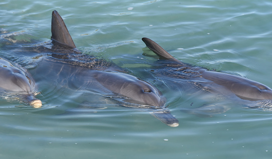 The dolphins of Monkey Mia have been swimming close to shore each morning for over 40 years, in one of the best wild dolphin interactions in the world. Park Rangers feed up to 4 dolphins a small amount of fish each day (less than 10% of their total daily intake), to ensure they continue to behave and hunt naturally. The Monkey Mia dolphins have been crucial to providing researchers with invaluable insight into their ecology, genetics, social structures and more.