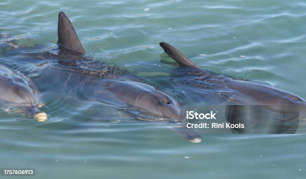 Closeup Image Of Bottlenose Dolphins Stock Photo - Download Image Now - Animal, Animal Behavior, Animal Body Part