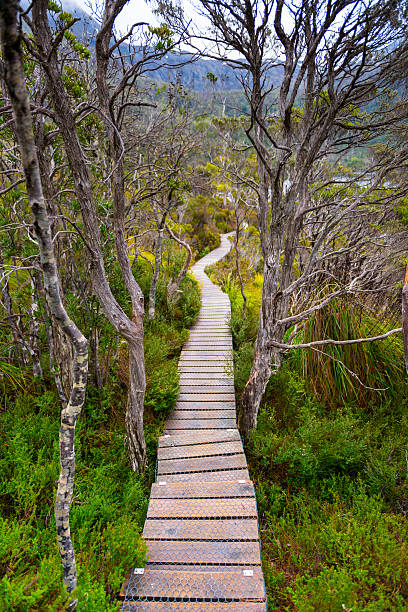Tasmania has very old rainforest and due to the wet climate the fauna is quite extensive