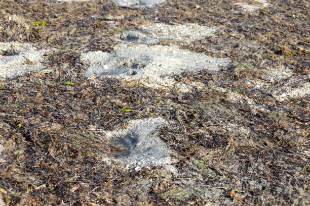 istock seaweed on wet sand and paw prints 1757614900