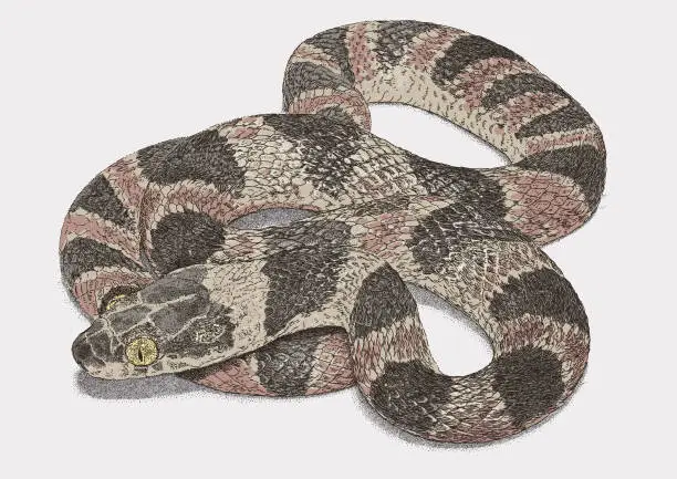 Vector illustration of Banded Cat-Eyed Snake