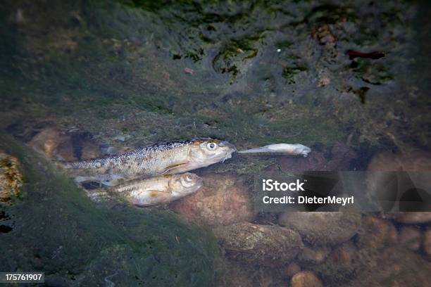 Martwych Ryb W Zanieczyszczone River - zdjęcia stockowe i więcej obrazów Bez ludzi - Bez ludzi, Brudny, Fotografika