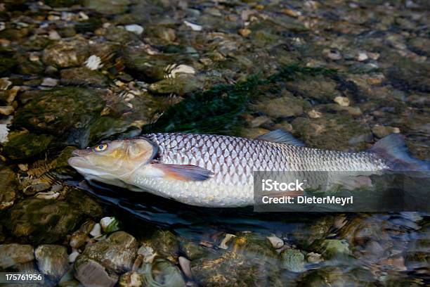 Tote Fische In Kontaminierten River Stockfoto und mehr Bilder von Abwasser - Abwasser, Fisch, Fotografie