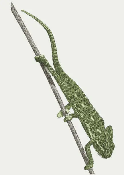 Vector illustration of Chameleon on a Branch