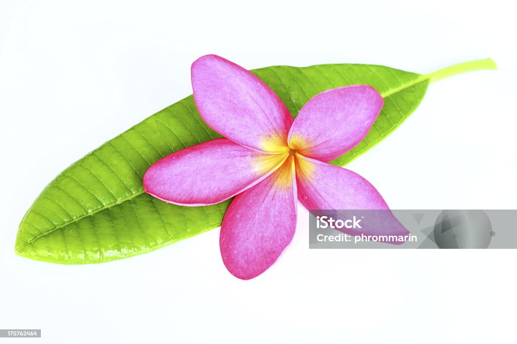 Rosa e giallo, fiore Plumeria frangipani. - Foto stock royalty-free di Bellezza naturale