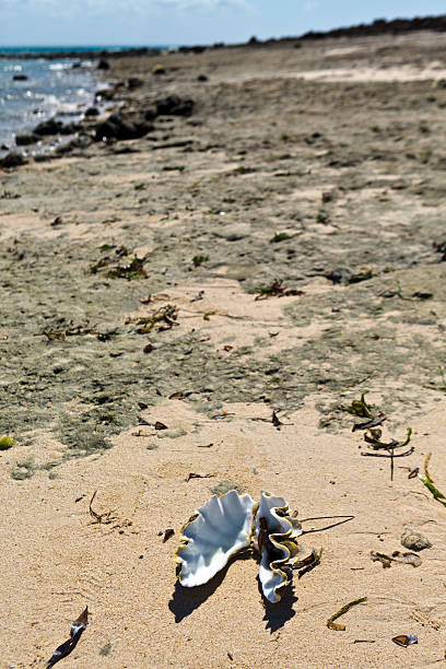 istock Mozambique, Lighthouse Island, clam shells on beach. 175762713