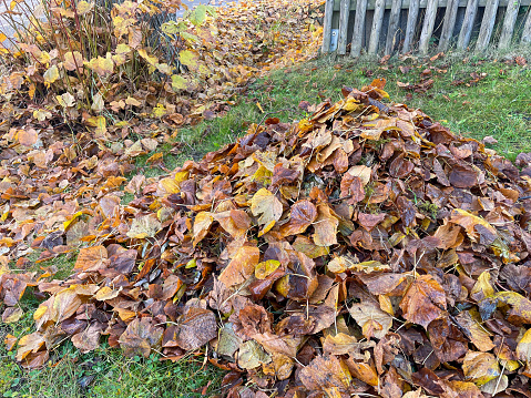 Pile of old leaves in the park