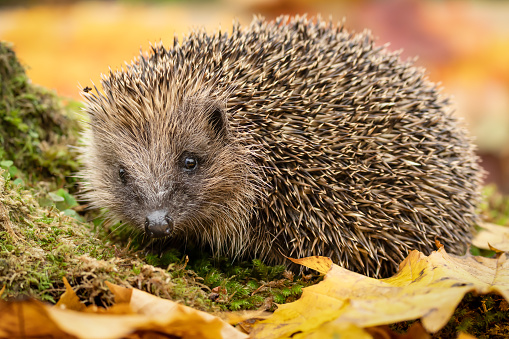 Hedgehog, Scientific name: Erinaceus Europaeus.  Close up of a wild, European hedgehog in Autumn, foraging amongst colourful leaves.  Facing front. Copy space.  Horizontal.