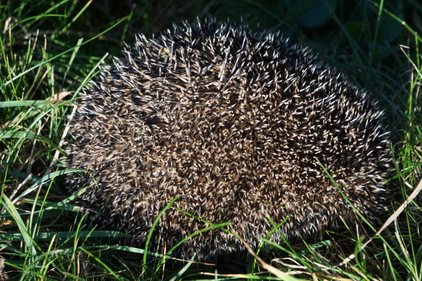 istock Hedgehog in the green grass. 1757636587