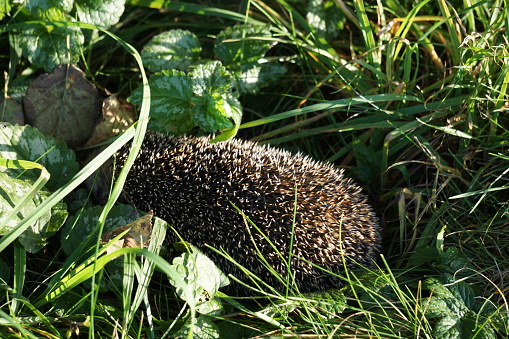 Cute hedgehog in the green grass at sunset. Hedgehog in the sunset light.