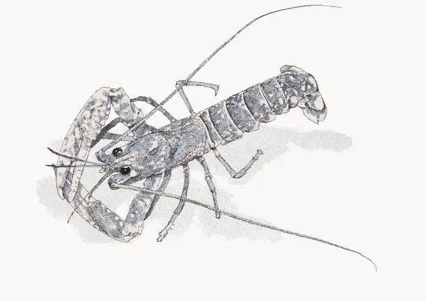 Vector illustration of Young Lobster from above