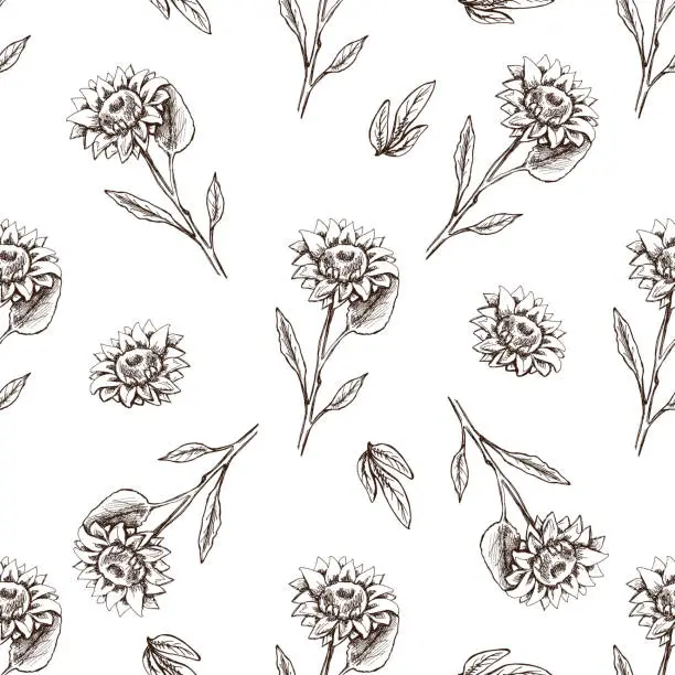 Vector illustration of Seamless pattern of hand drawn sunflower. Monochrome flower doodle. Black and white vintage element. Vector sketch. Detailed retro style.