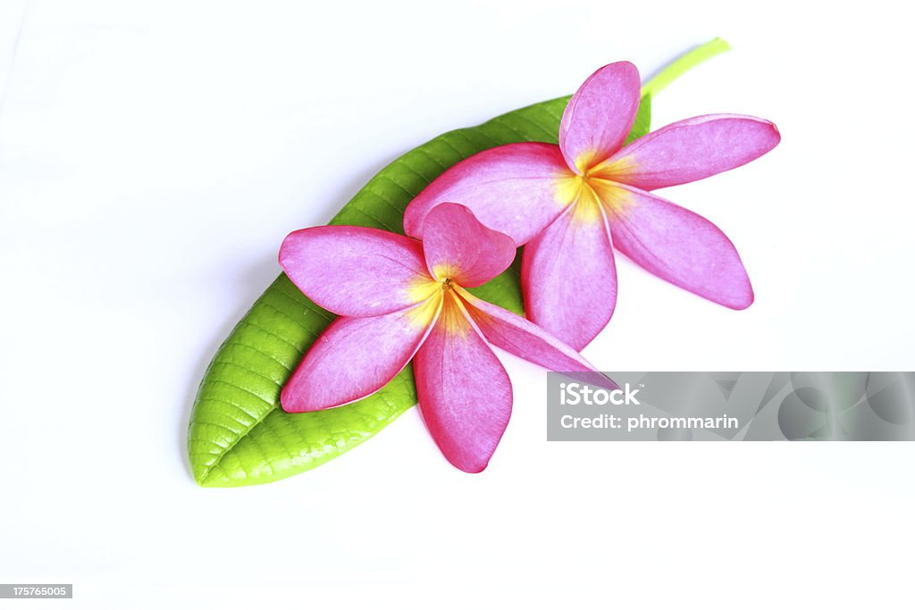 Rosa e giallo, fiore Plumeria frangipani. - Foto stock royalty-free di Bellezza naturale