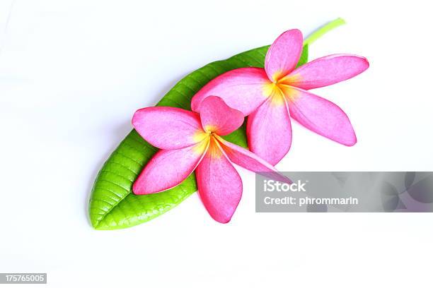 Rosa E Giallo Fiore Plumeria Frangipani - Fotografie stock e altre immagini di Bellezza naturale - Bellezza naturale, Bianco, Bocciolo