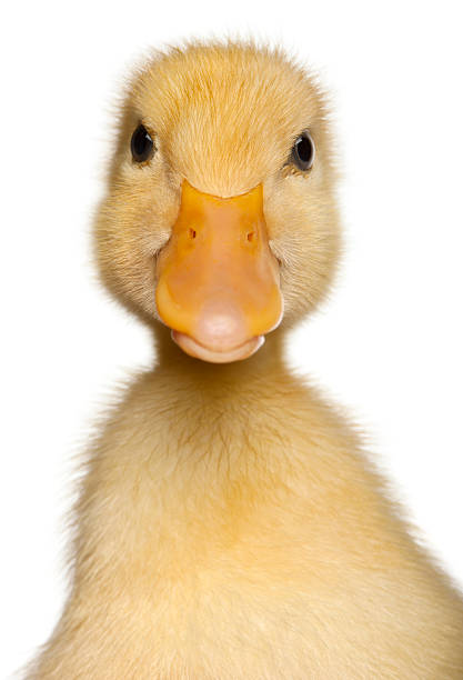 istock Close-up of Duckling, 1 week old, isolated on white background 175765095