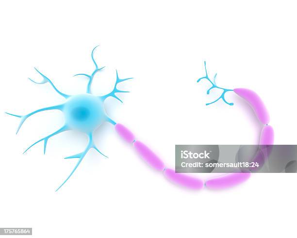 Photo libre de droit de Ou Neurone Multipolaire banque d'images et plus d'images libres de droit de Cellule humaine - Cellule humaine, Fond blanc, Axone