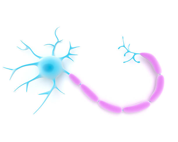 neuron 또는 신경 세포 - nerve cell synapse communication human spine 뉴스 사진 이미지