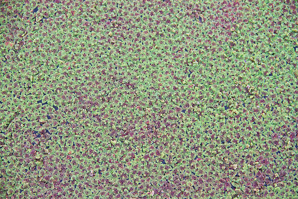 istock Texture of Duckweed, Mosquito fern 175765880