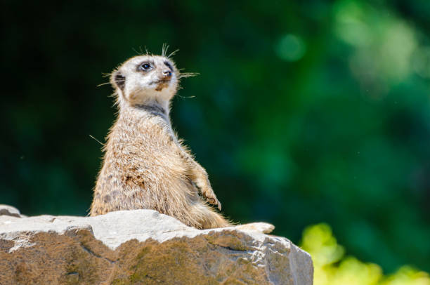 istock Meerkat or suricate (Suricata suricatta) watches the sky for predators. 1757660227