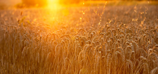istock The warm rays of the setting sun illuminate the wheat field 1757673413