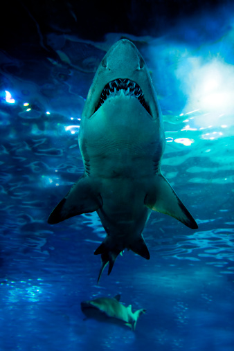Tiburón Silueta submarino photo
