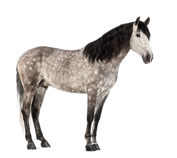 istock Pure Spanish Horse, 7 years old 175767571