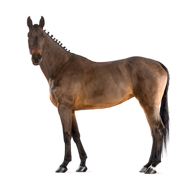 istock Female Belgian Warmblood: mane braided with buttons 175767575