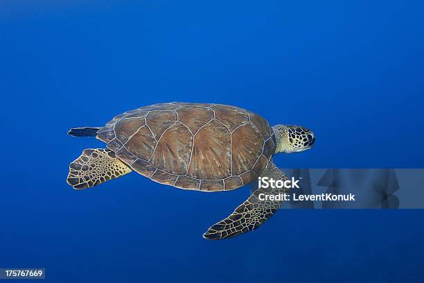 Зеленый Черепаха — стоковые фотографии и другие картинки Без людей - Без людей, Водный организм, Горизонтальный