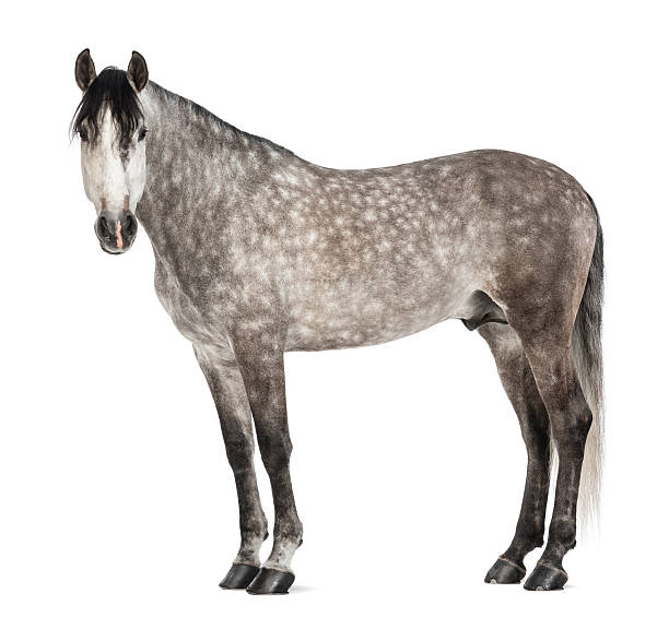 istock Andalusian or Pure Spanish Horse looking at the camera 175768224