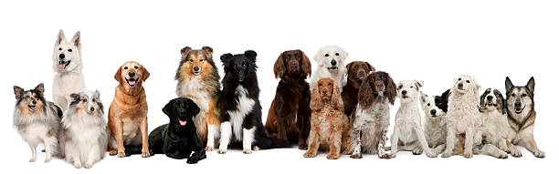 группа собак, сидя на белом фоне - dog group of animals variation in a row стоковые фото и изображения