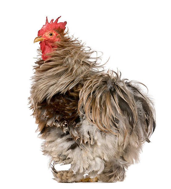 istock Curly Feathered Rooster Pekin, 1 year old, standing 175769906